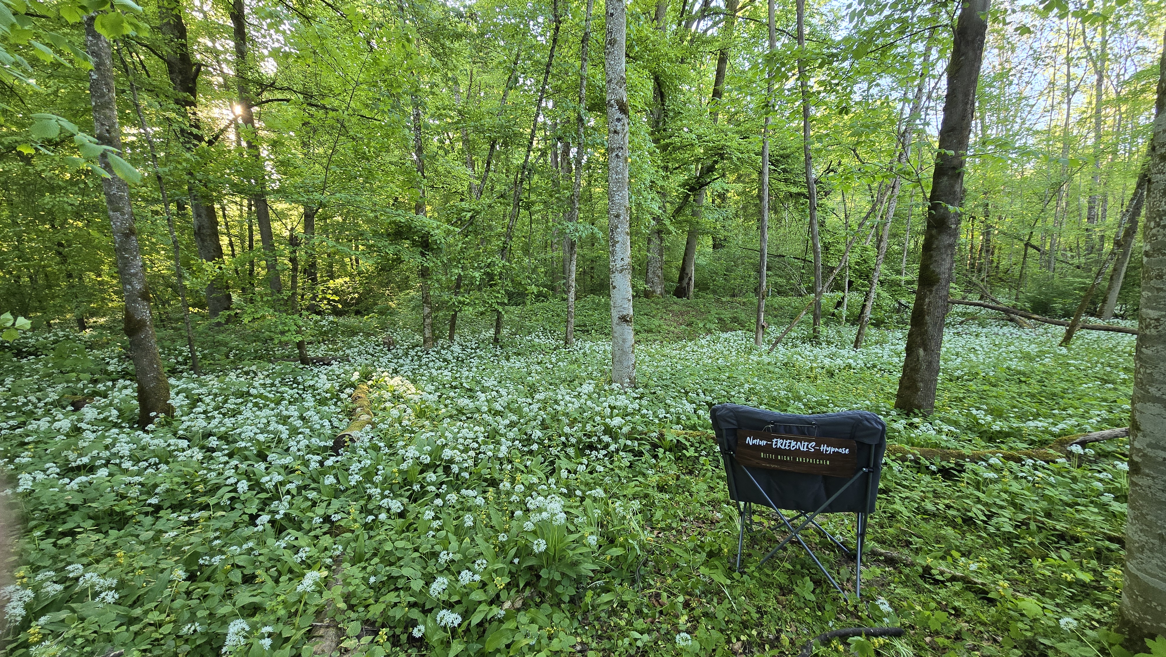Stuhl in Wald für Hypnose